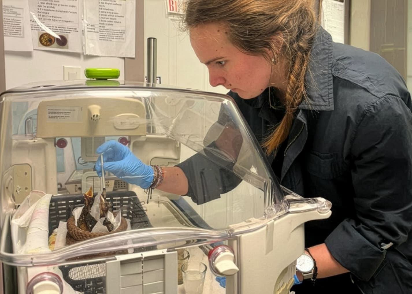 Tash Davies feeding baby birds in the wildlife hospital