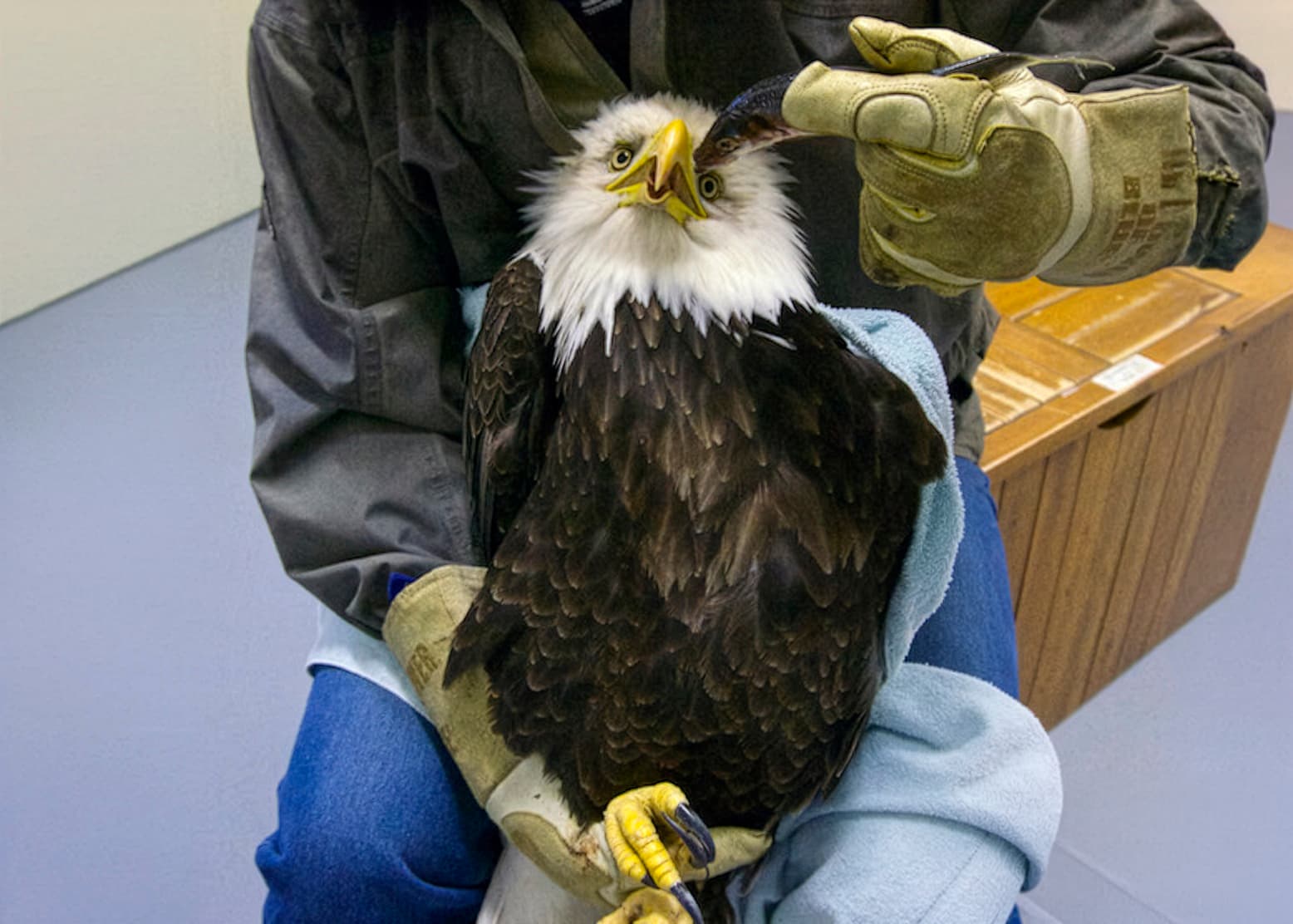 an eagle being fed a fish at the wildlife hospital