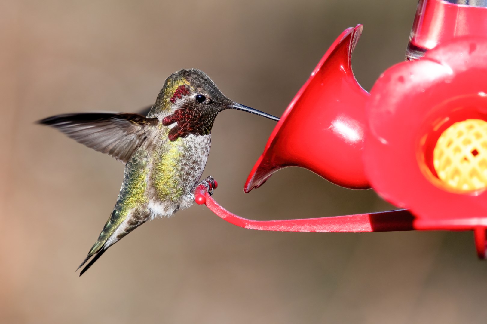 a hummingbird at a feeder