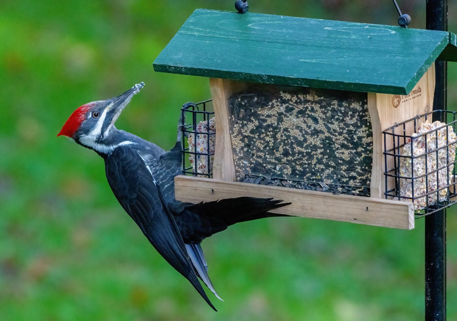 a woodpecker at a bird feeder