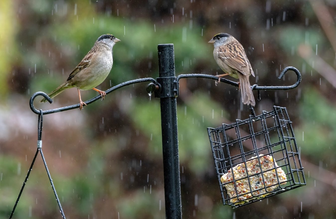 two birds at a suet bird feeder