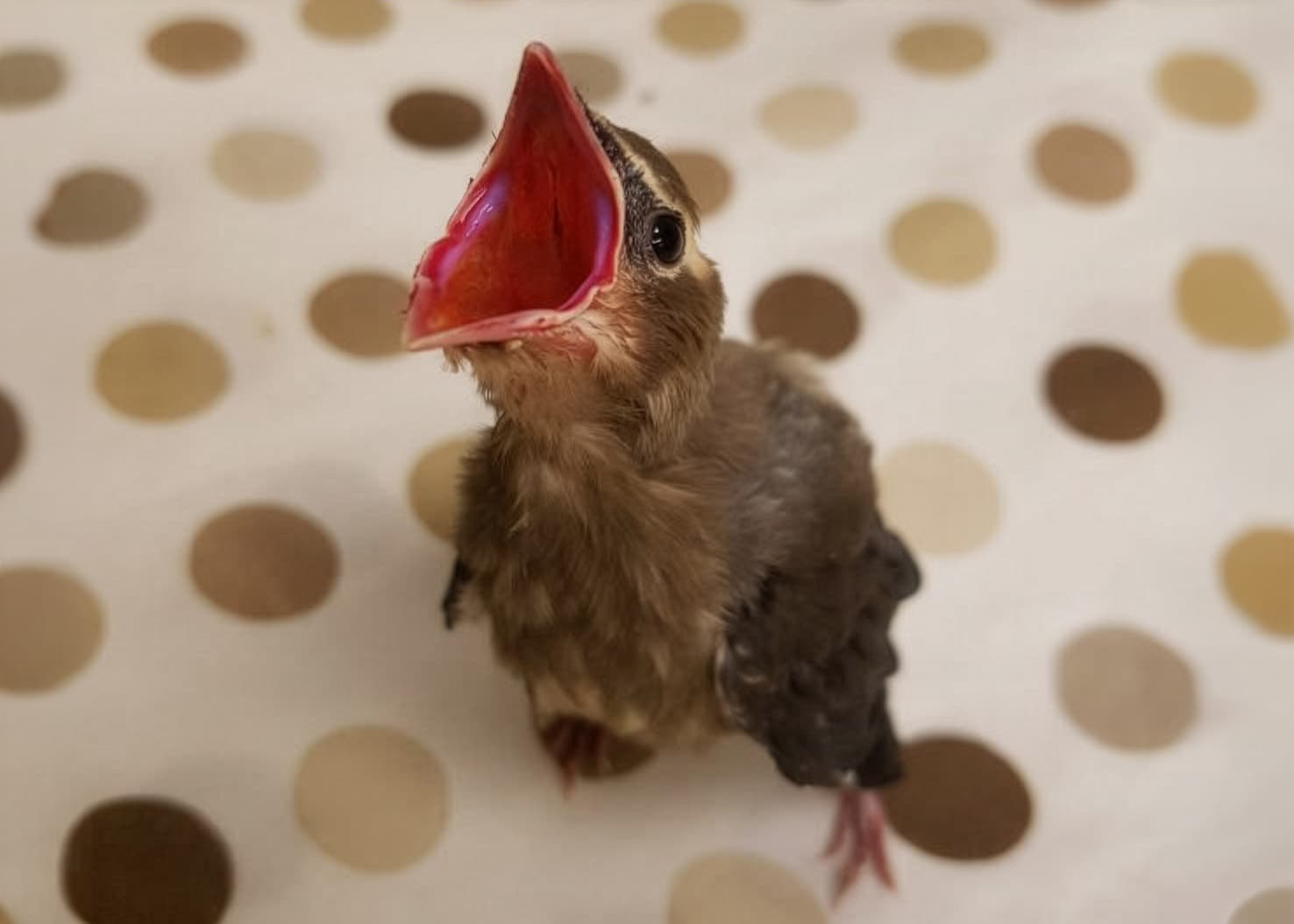 a baby bird asking to be fed at the wildlife hospital