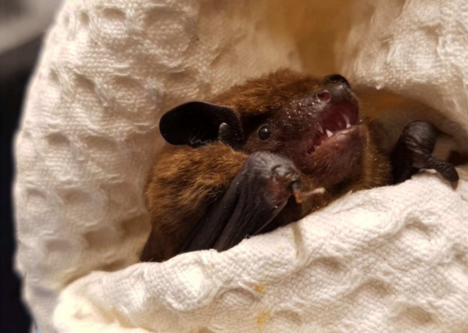 a bat wrapped in a blanket at the wildlife hospital