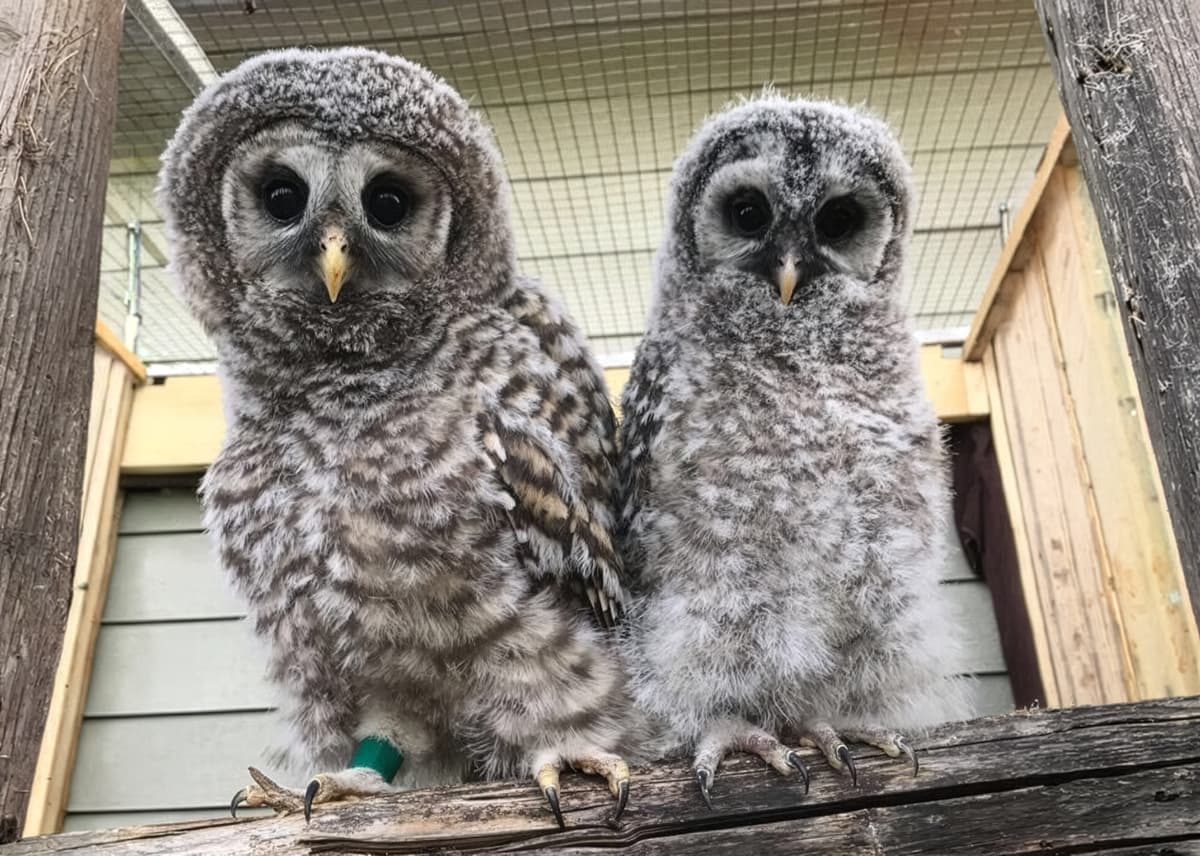 branchers in an outdoor pen at MARS