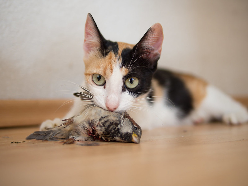 a cat with a dead bird in its mouth