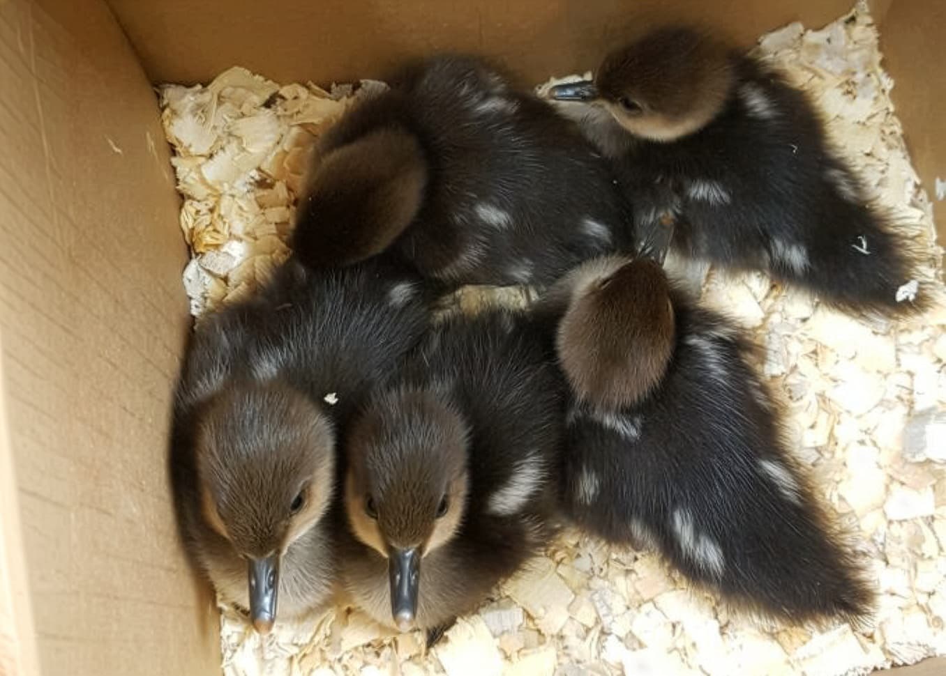 ducklings in a box on their way to the wildlife hospital