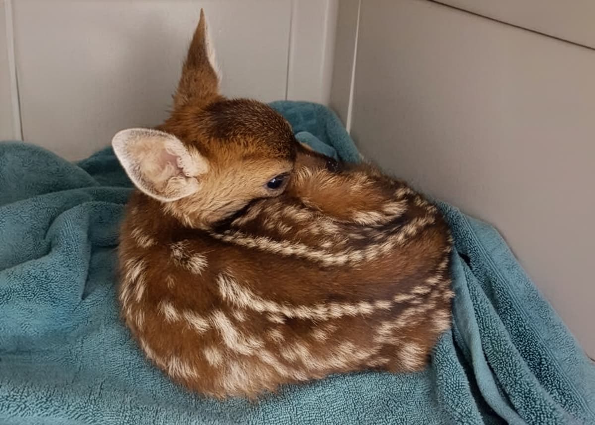 a fawn curled up in a carrier