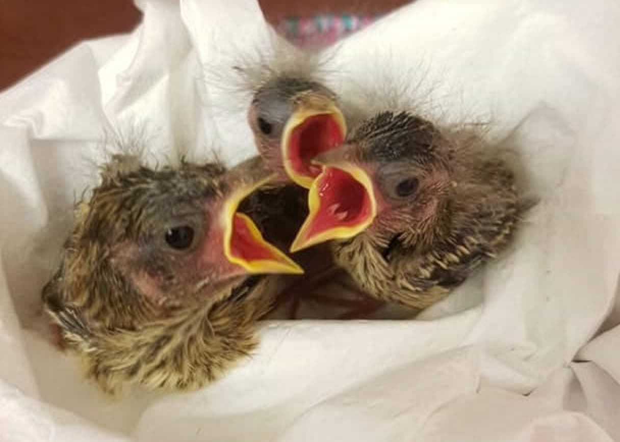 fledglings at the wildlife hospital