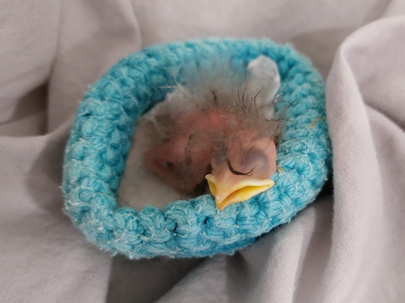 nestlings at the wildlife hospital