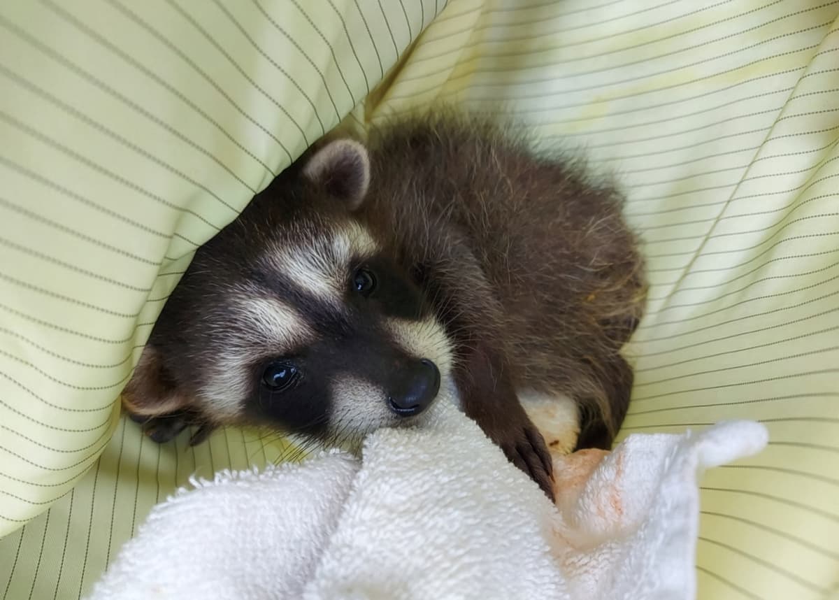 a raccoon kit at the wildlife hospital