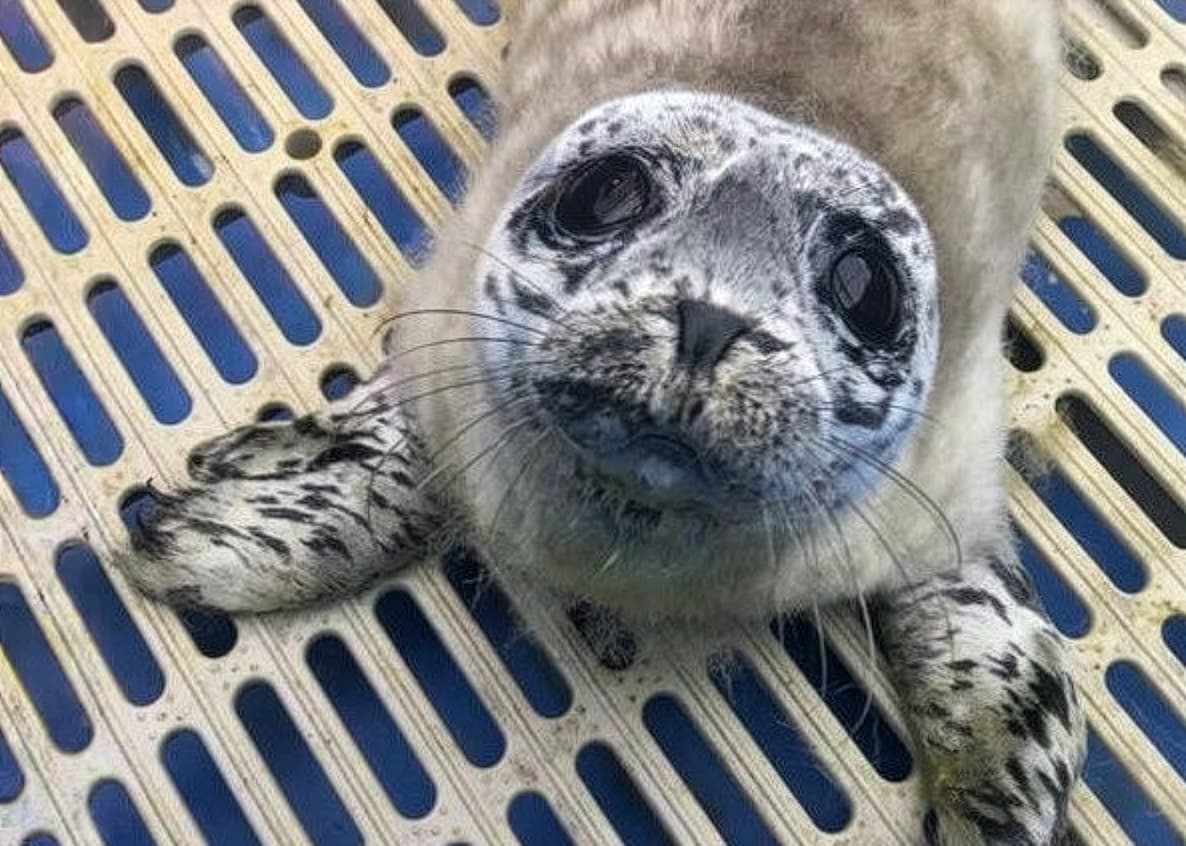 a seal pup on a platform at MARS