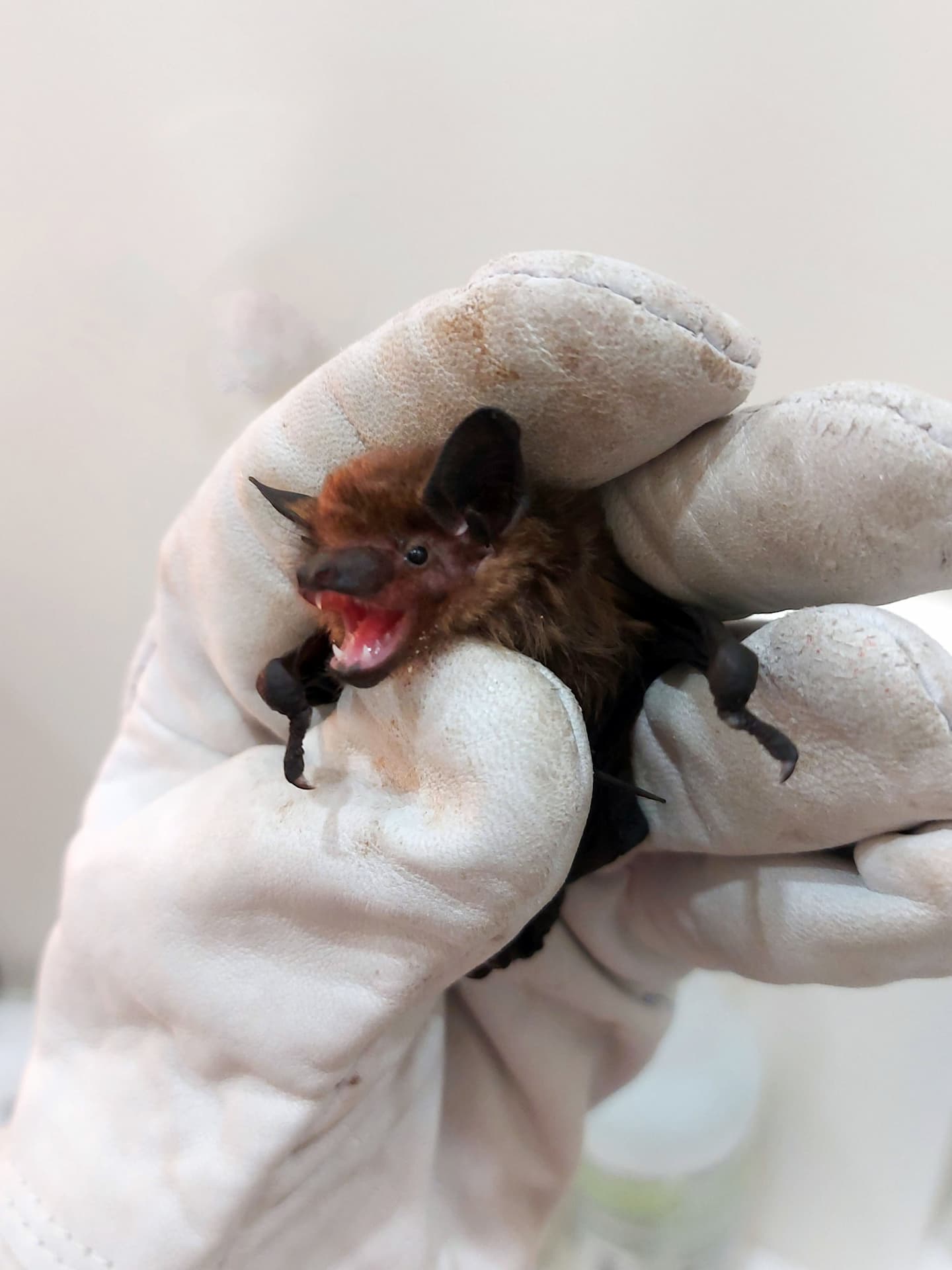 bat held by a wildlife rehabilitator