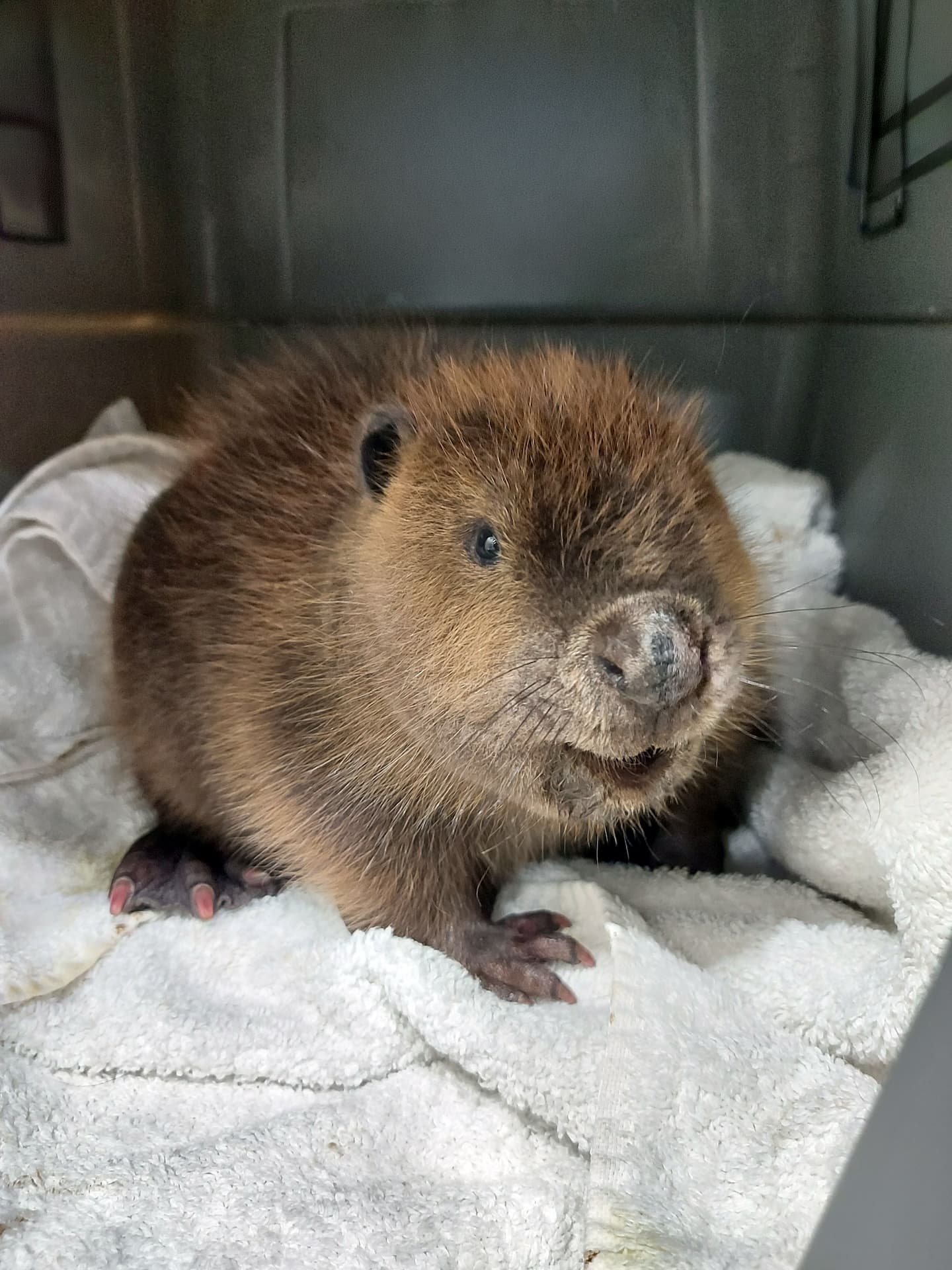 young beaver in a carrier