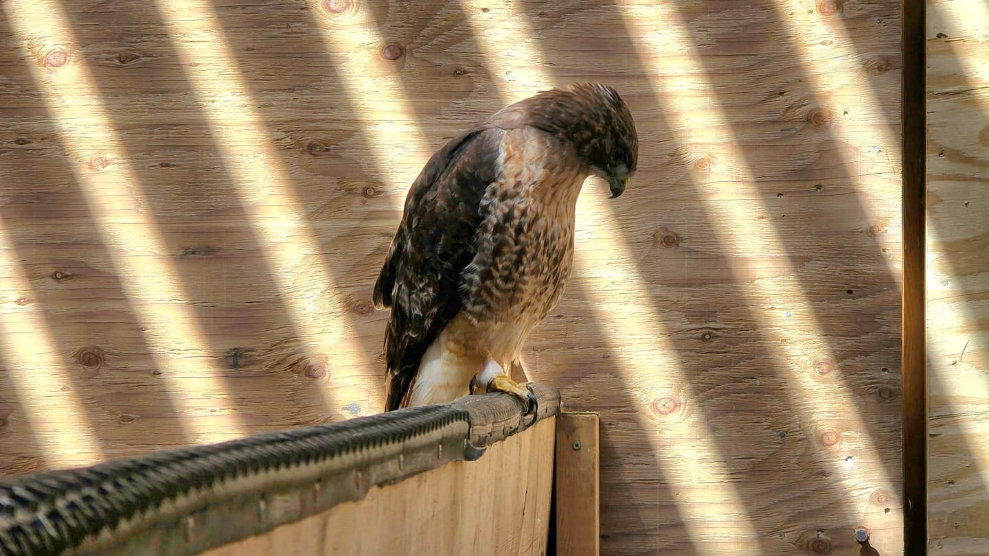 a raptor in the MARS flight pen