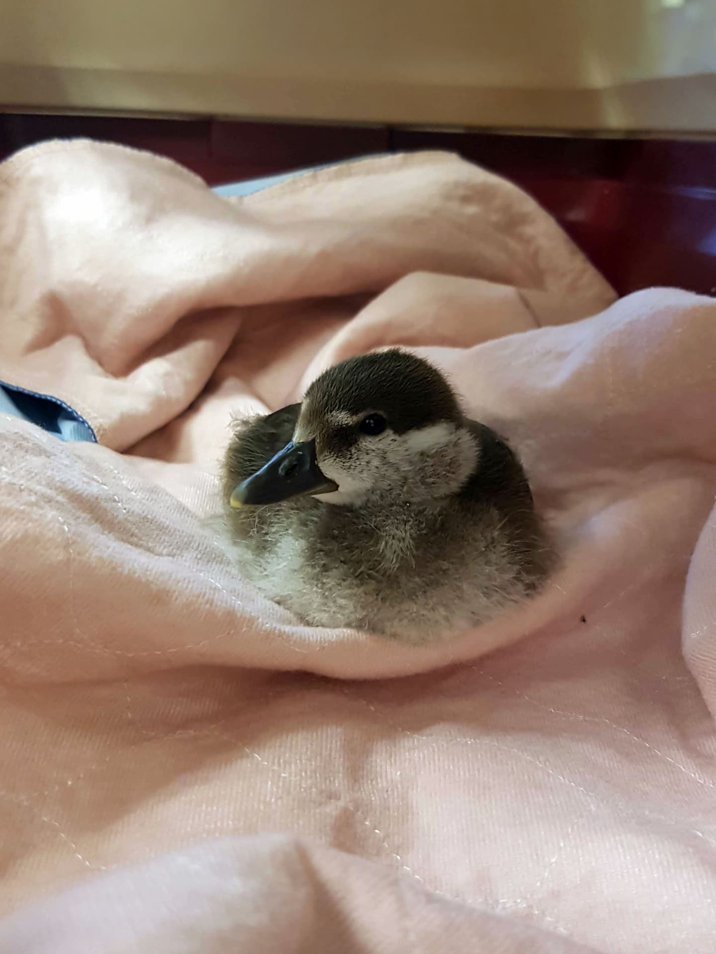 young duck on a blanket in a carrier