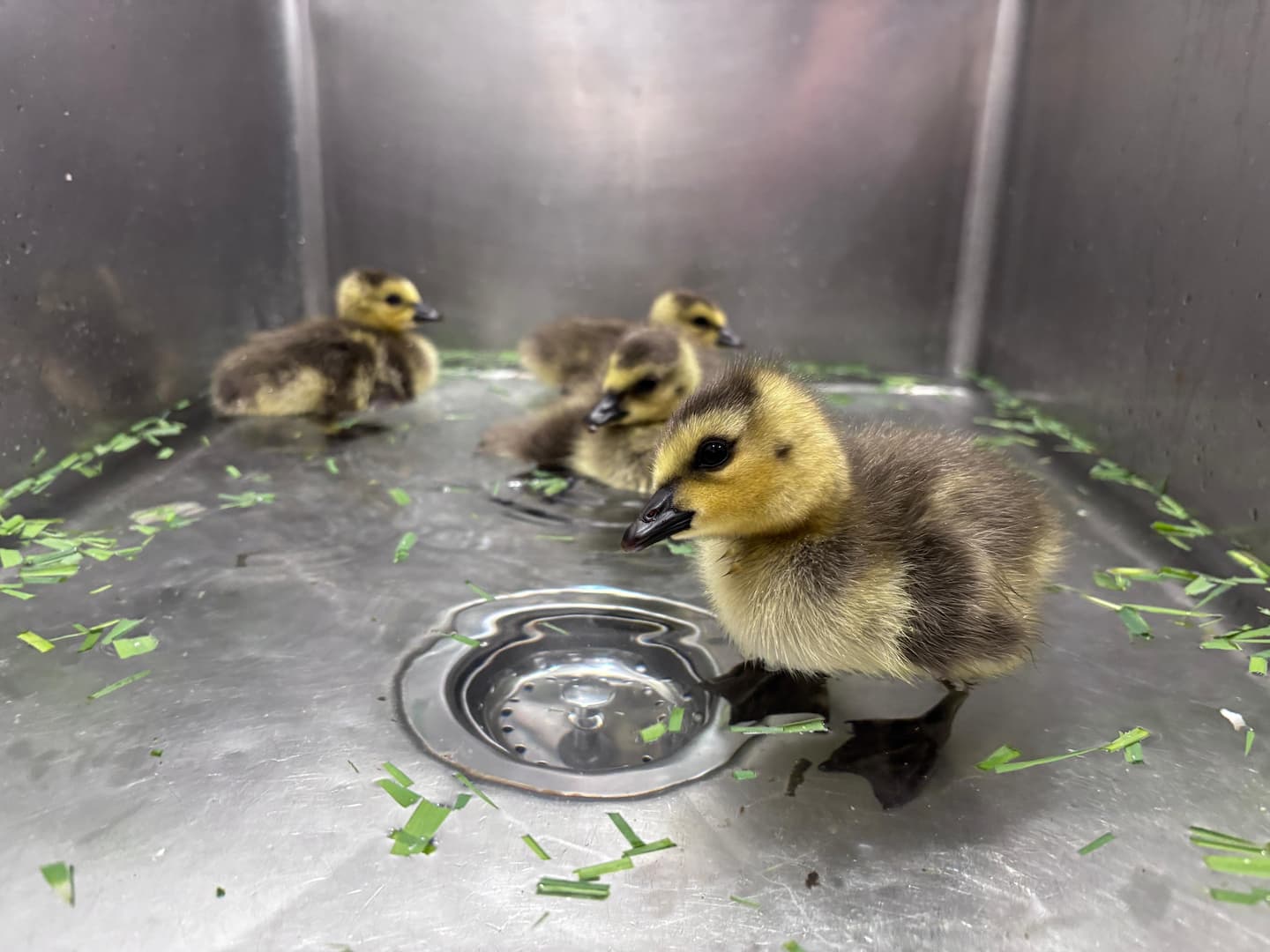 ducklings in a sink in the wildlife hospital