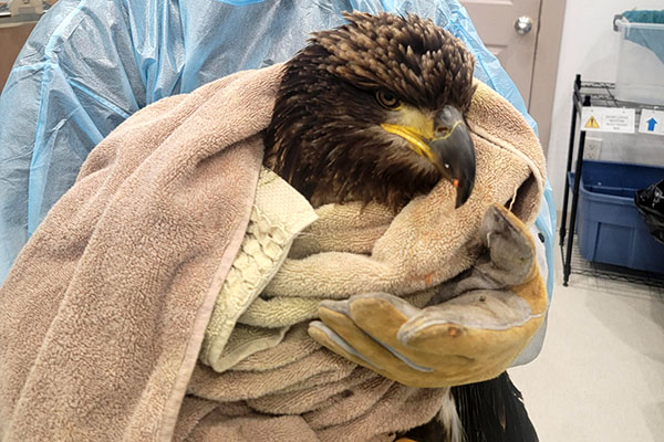 an eagle wrapped in a towel at the wildlife hospital