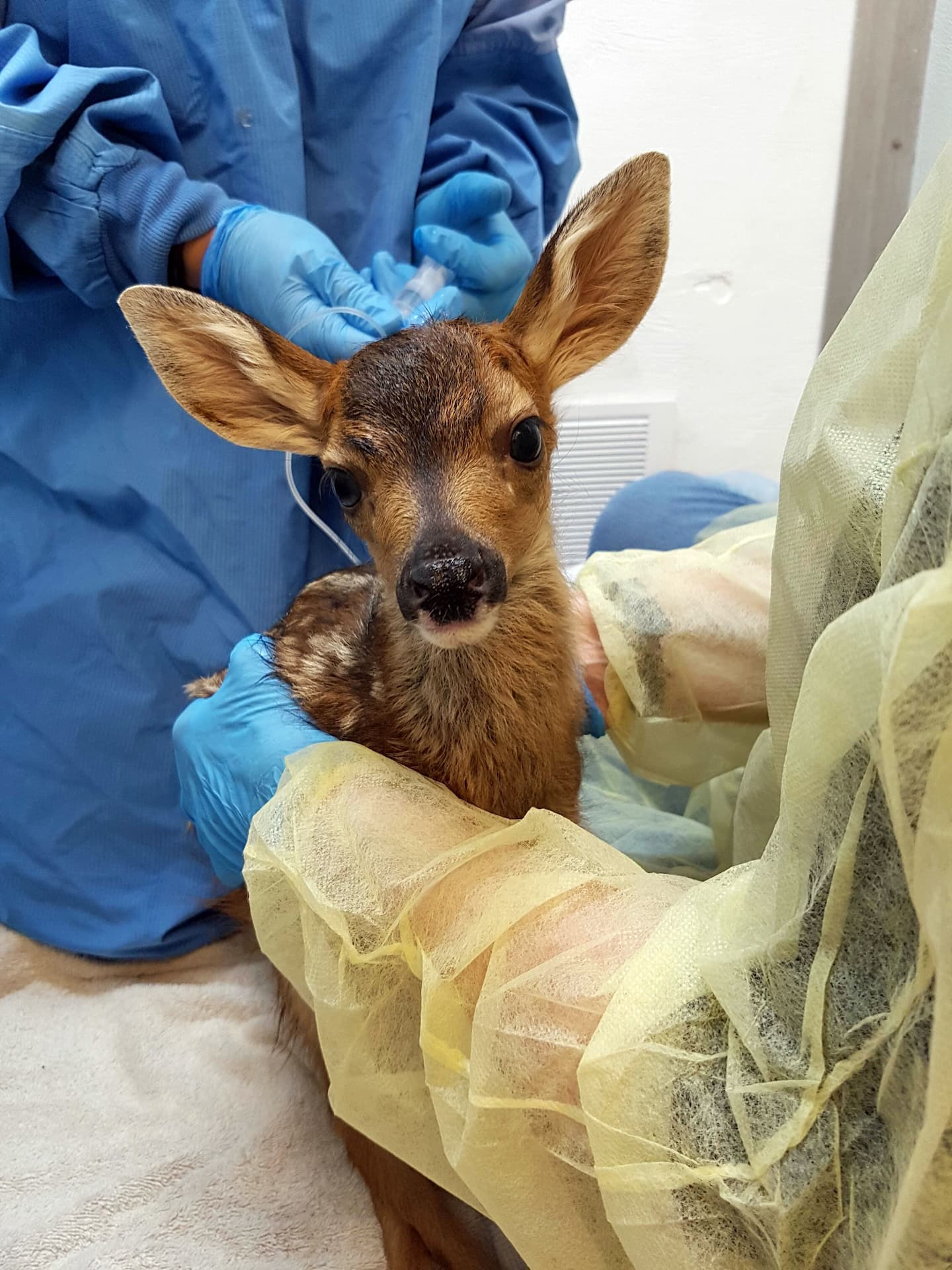 fawn being given medication in the wildlife hospital