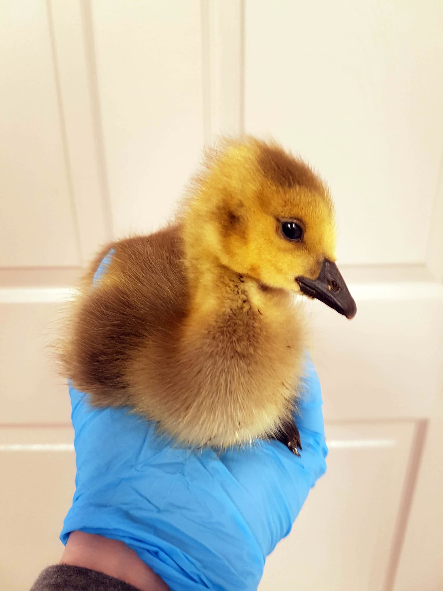 fluffy baby bird being held by a wildlife rehabilitator