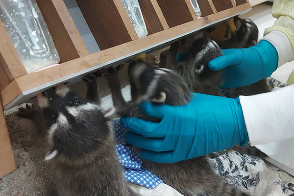 raccoon kits being fed in the wildlife hospital
