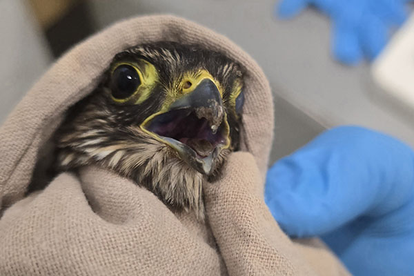 a bird being cared for in the wildlife hospital