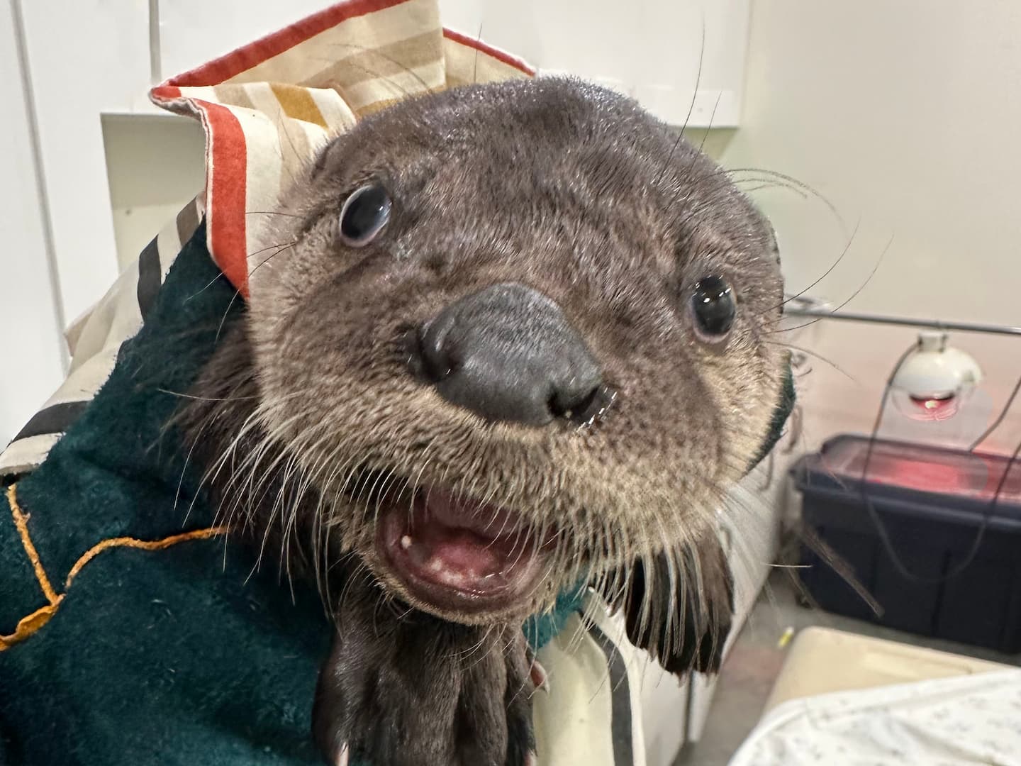an otter looking into the camera in the wildlife hospital