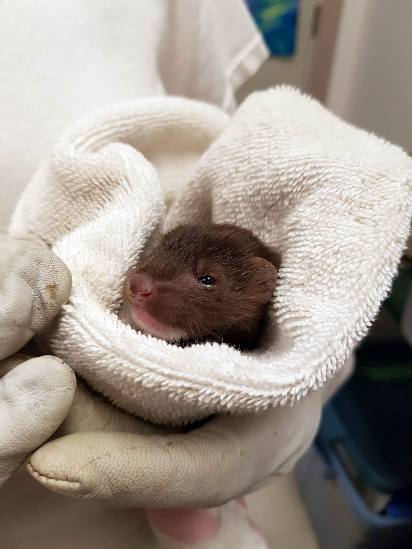 small animal wrapped in a towel in the hospital