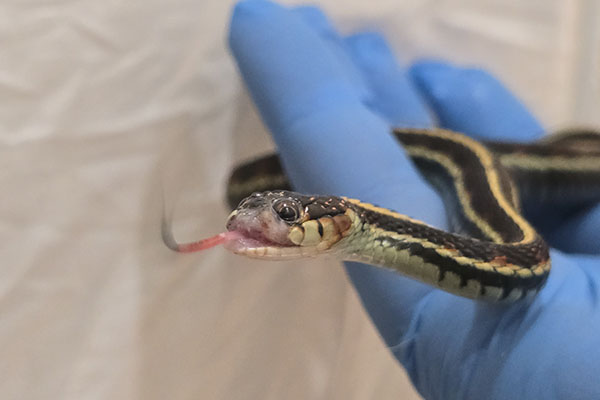 a snake being attended to in the wildlife hospital