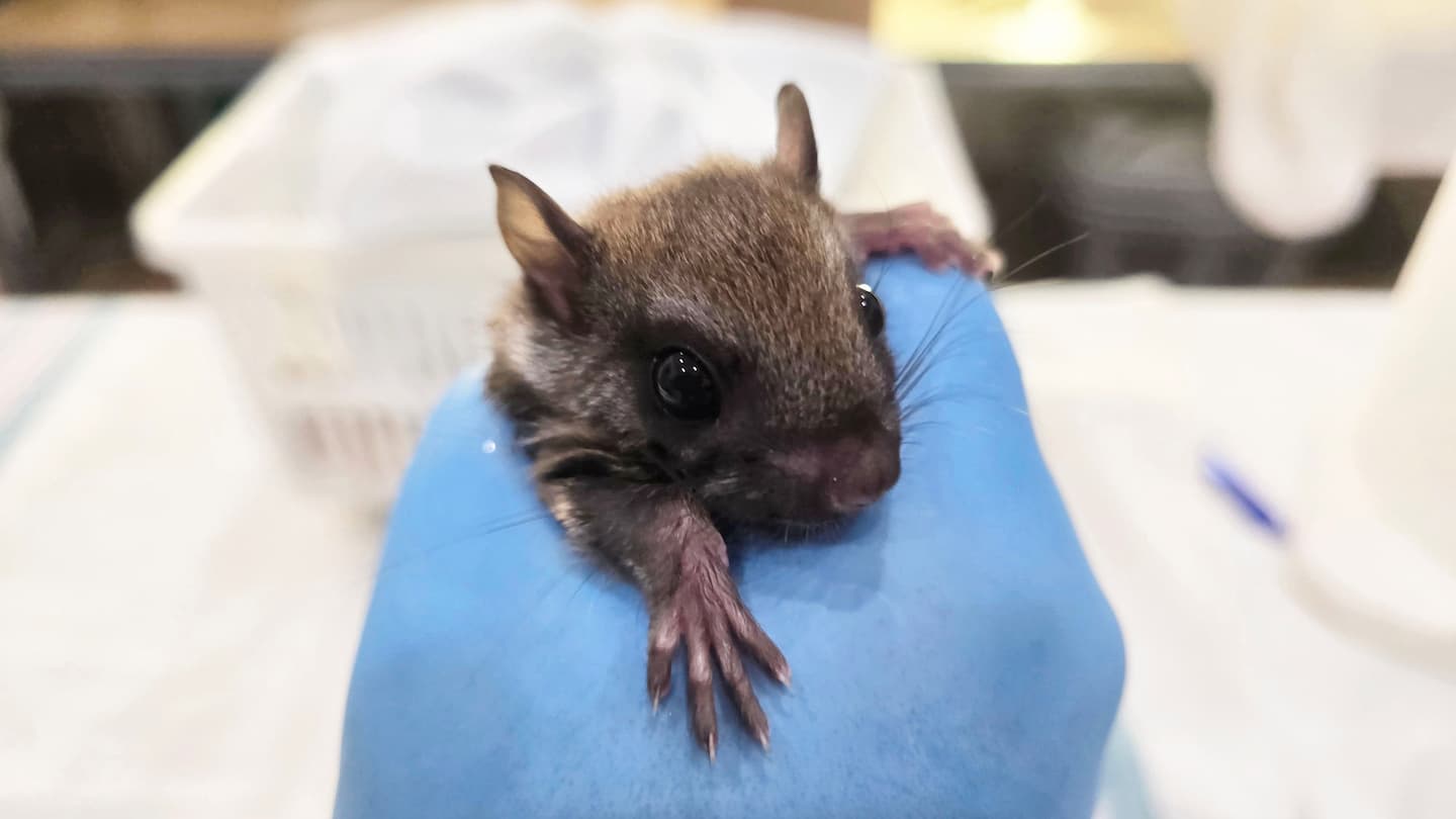 a squirrel held by a wildlife rehabilitator