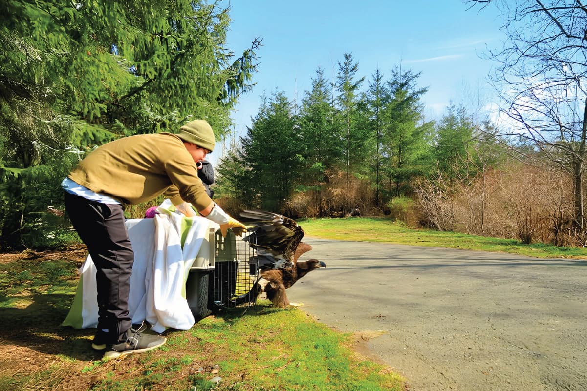 a rehabilitated eagle being released into the wild