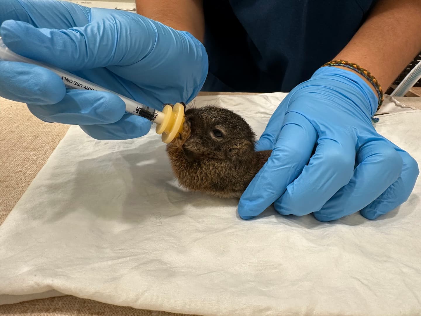 a small animal being fed in the wildlife hospital