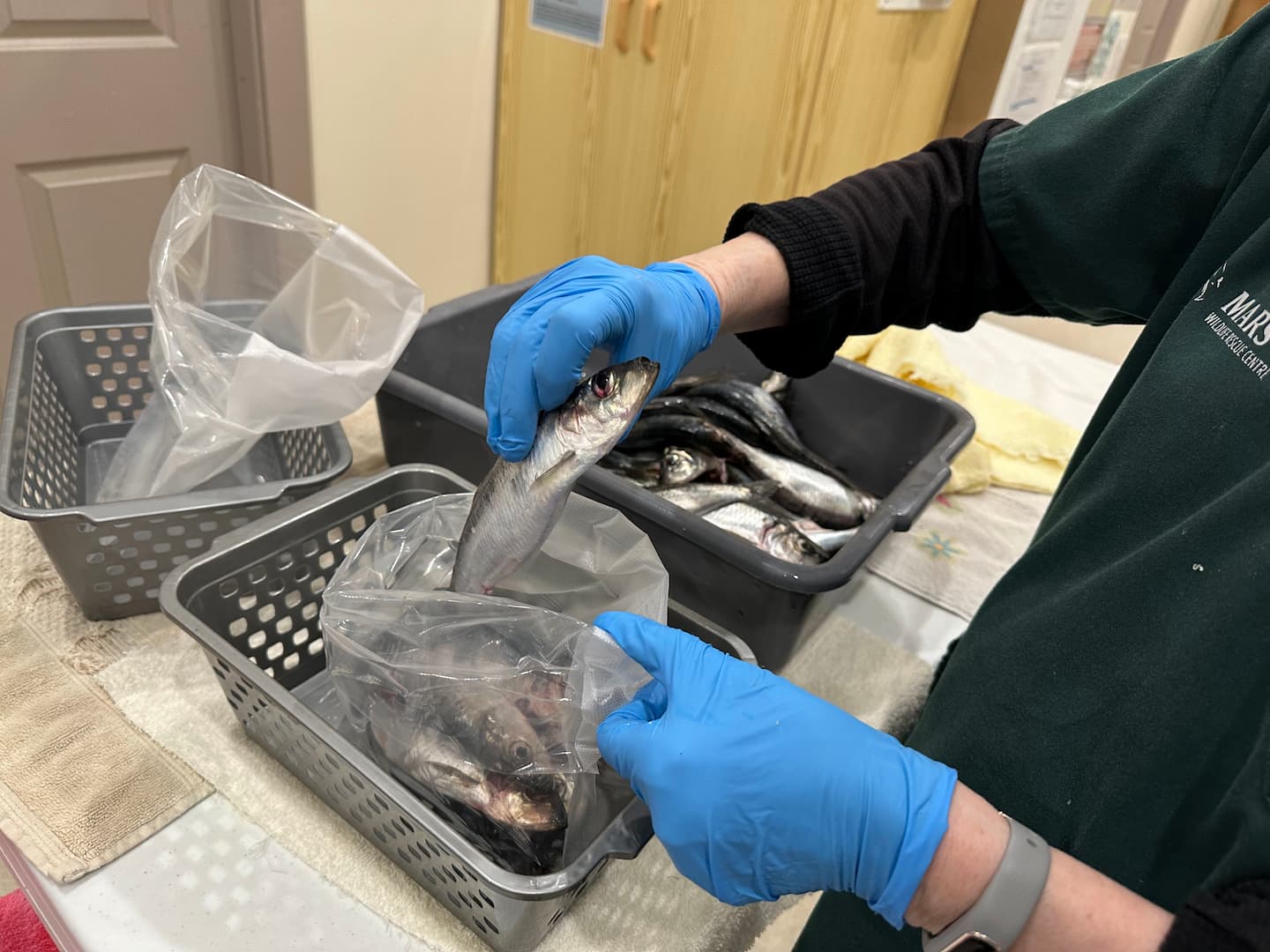 fish being packaged for use in the wildlife hospital