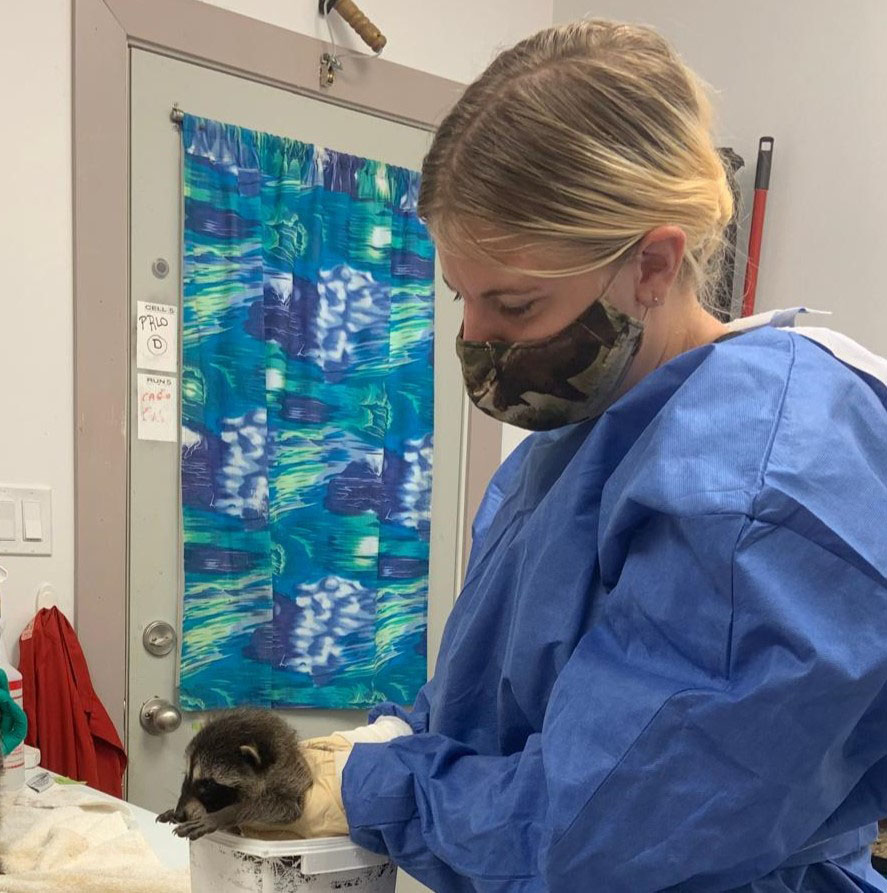 a raccoon kit being cared for in the wildlife hospital