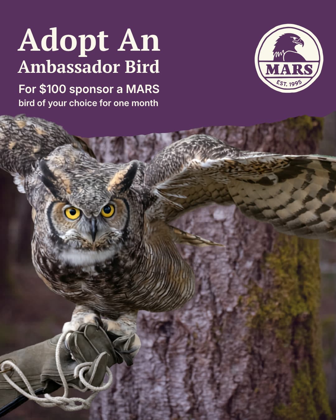 Meet our ambassador birds