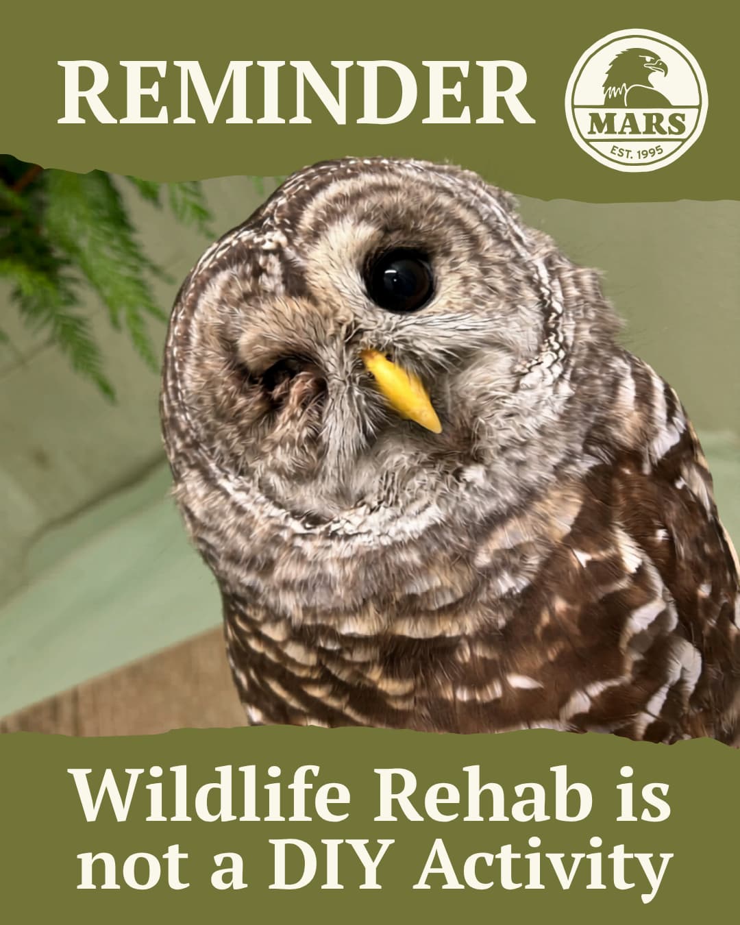Learn how to help injured or orphaned wildlife