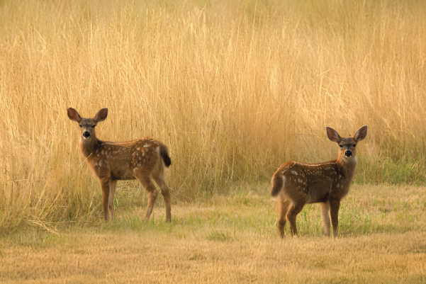 two fawns in the MARS field