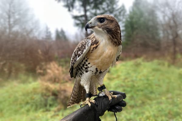 Gulliver, a red-tailed hawk ambassador bird