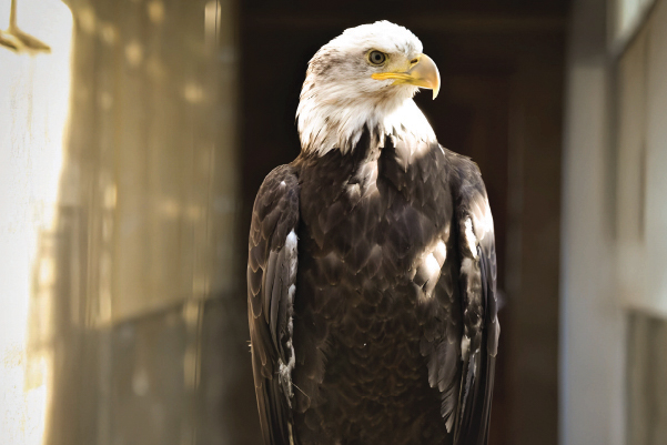 humpty, a bald eagle ambassador bird