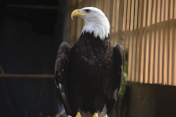 Hyacinth, a bald eagle ambassador bird