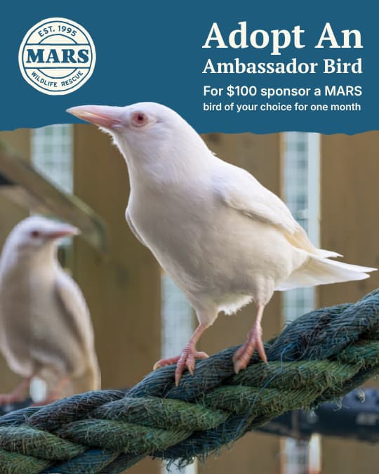 Adopt an ambassador bird