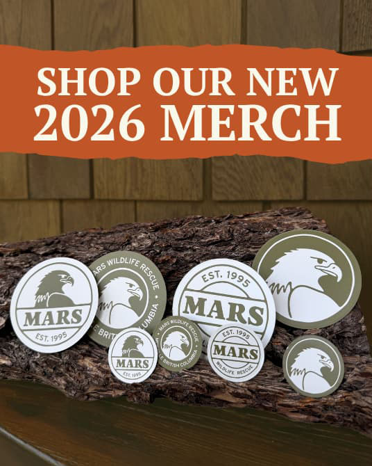 New Merchandize