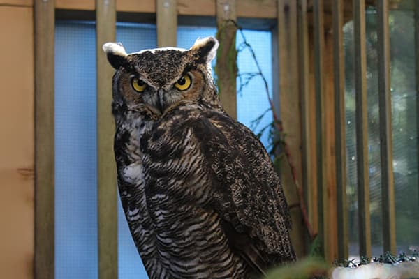 Athena, a Great Horned Owl ambassador bird