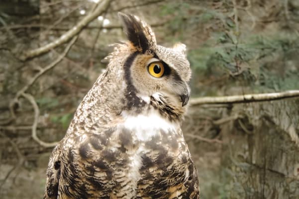 Brinley (2004-2023), a Northern Saw-Whet Owl ambassador bird