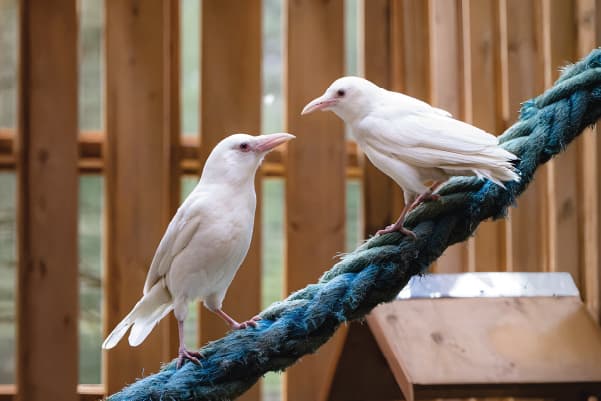 Nimpkish & Kokish, a American Crow ambassador bird
