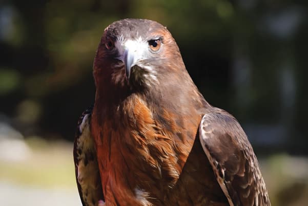 Horus (2004-2023), a Northern Saw-Whet Owl ambassador bird