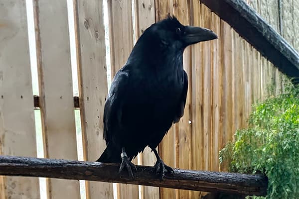 Kora, a Common Raven ambassador bird