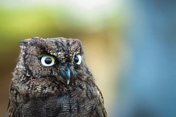 Lanei, a Western Screech Owl ambassador bird