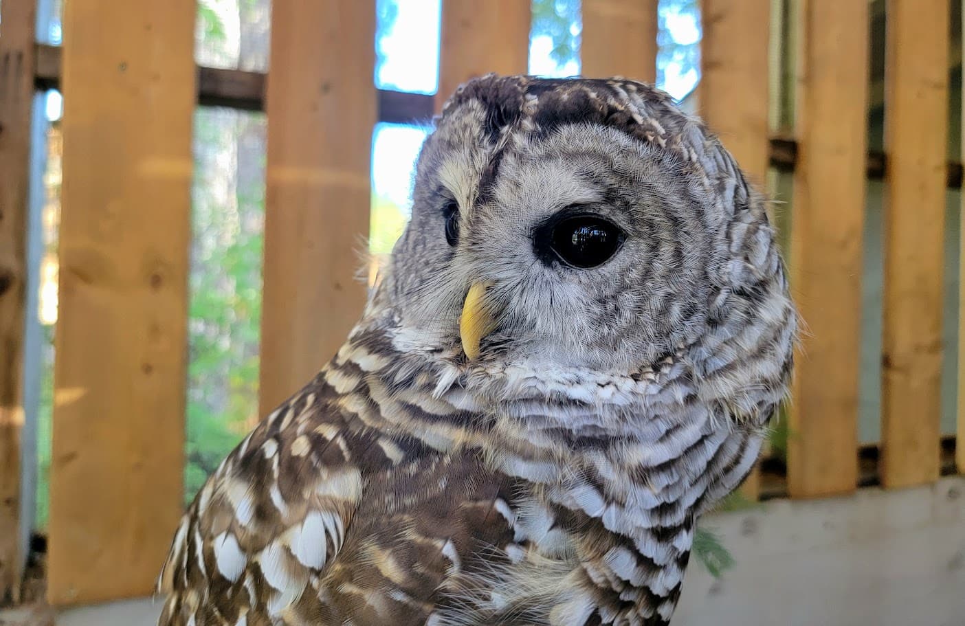 Marlowe, a Barred Owl ambassador bird
