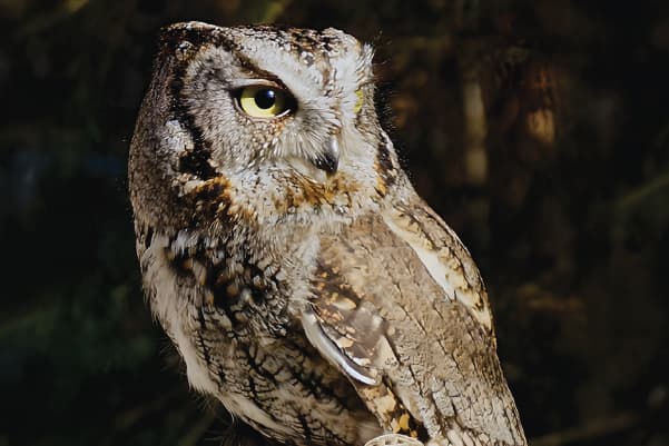 Otus Jr (2014-2021), a Northern Saw-Whet Owl ambassador bird