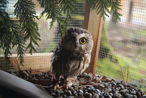 Sawyer (2014-2021), a Northern Saw-Whet Owl ambassador bird